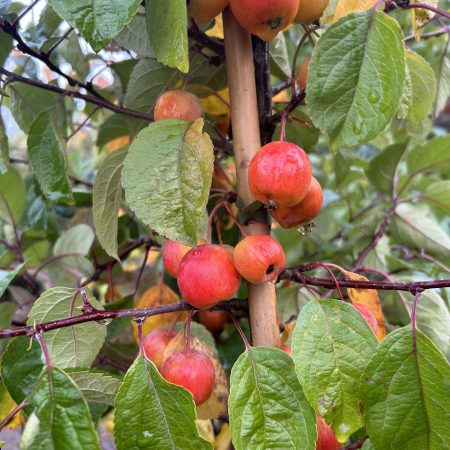 Malus 'Evereste'