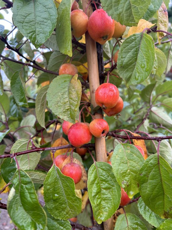 Malus 'Evereste'