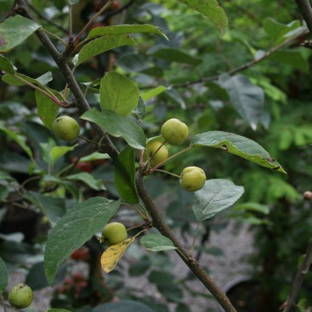 Malus Golden Hornet