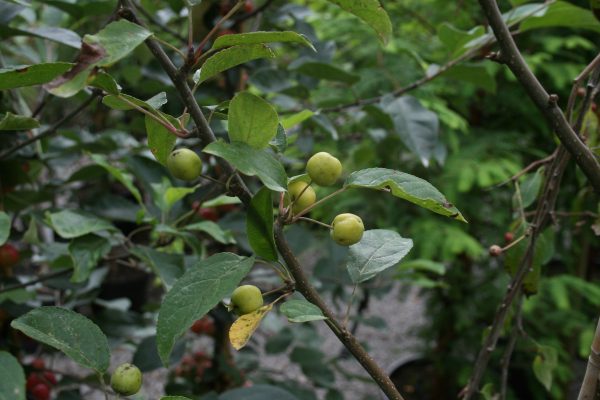 Malus Golden Hornet