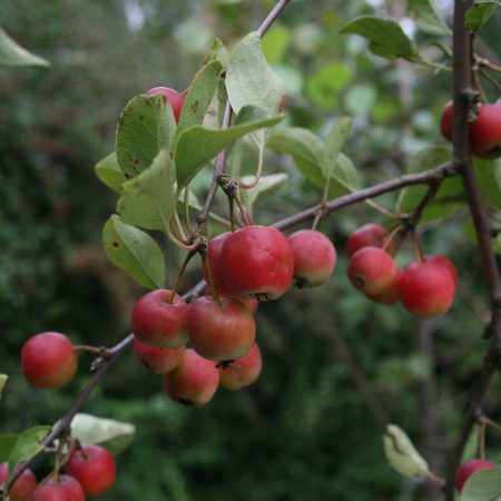 Malus hupehensis - Tea  Chinese Crab Apple