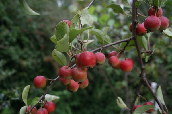 Malus hupehensis - Tea  Chinese Crab Apple