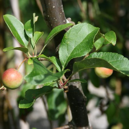 Malus hupehensis - Tea  Chinese Crab Apple