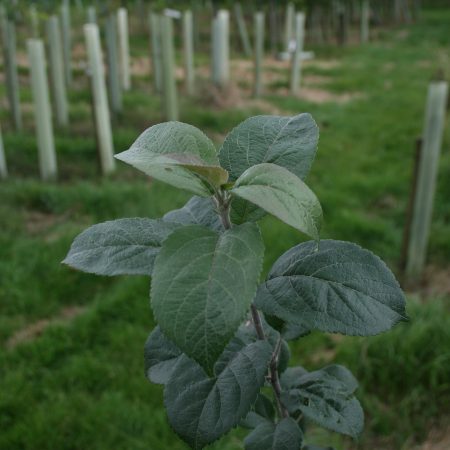 Malus sylvestris - Crab Apple