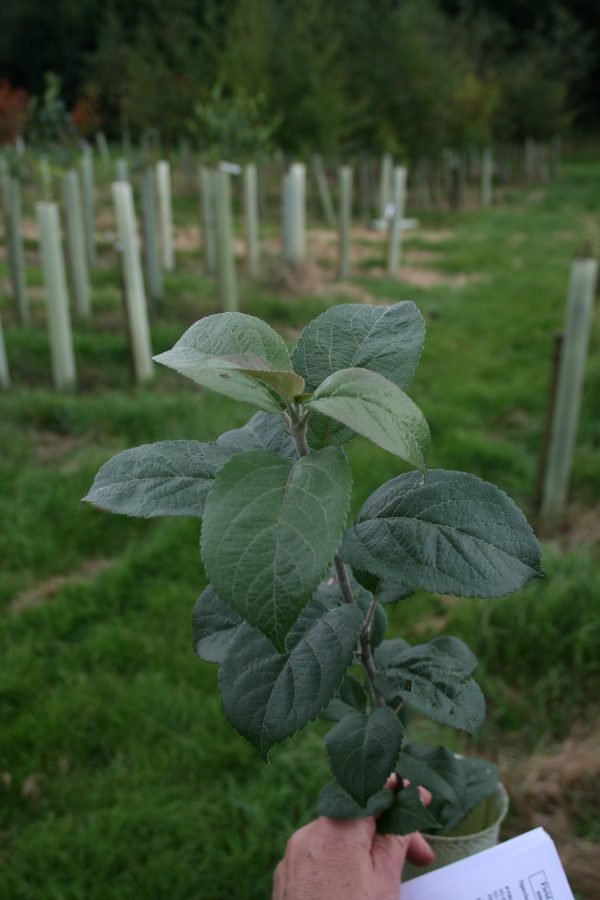 Malus sylvestris - Crab Apple