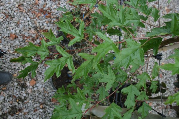 Malus transitoria