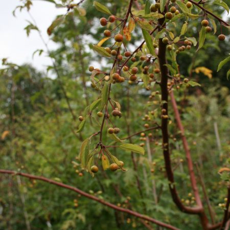 Malus transitoria