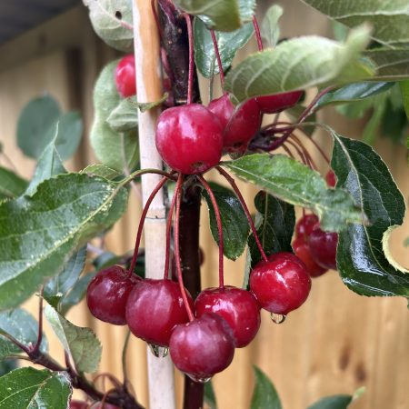 Sorbus hupehensis