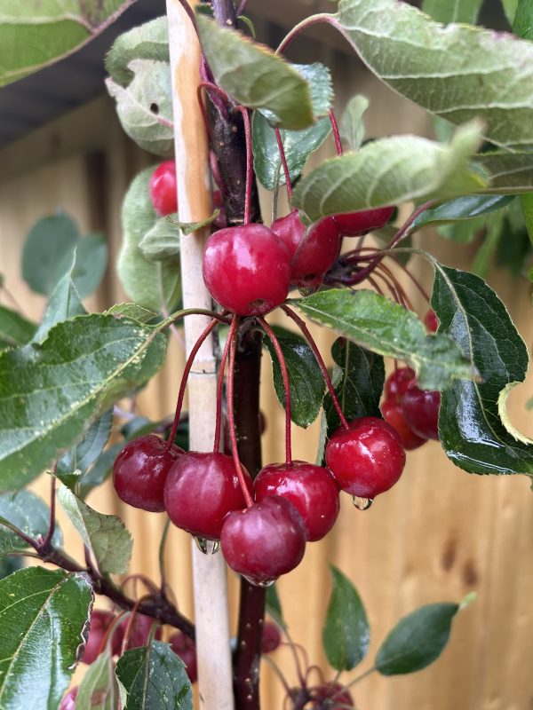 Sorbus hupehensis