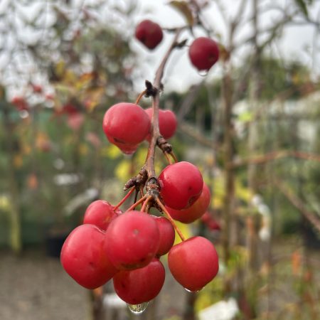 Malus x robusta