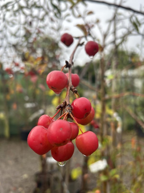 Malus x robusta