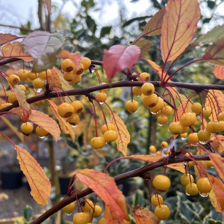 Malus transitoria - Cut-Leaf Crab Apple