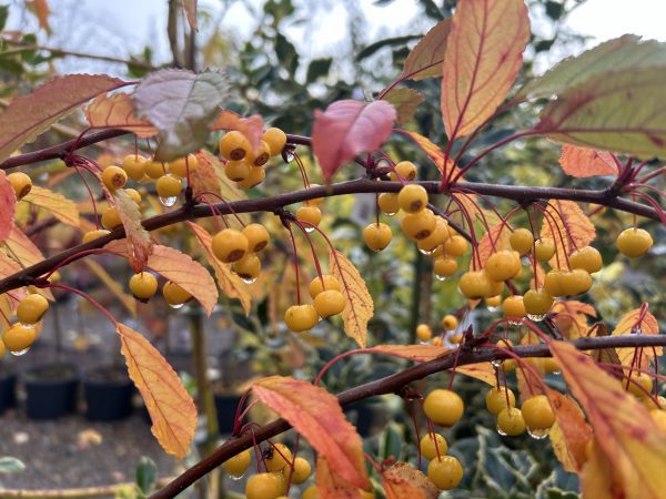 Malus transitoria - Cut-Leaf Crab Apple