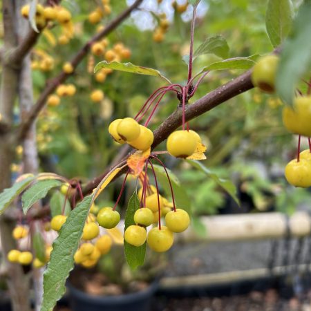 Malus transitoria - Cut-Leaf Crab Apple