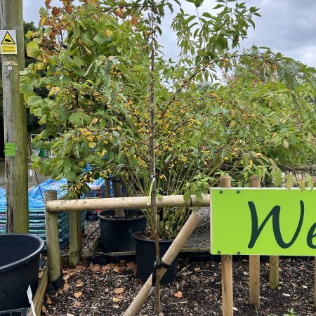 Malus transitoria - Cut-Leaf Crab Apple