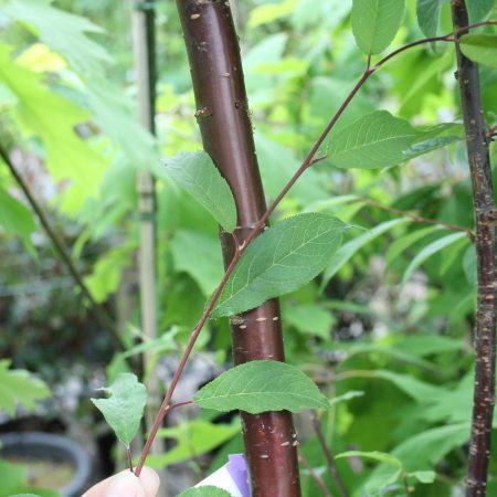 Prunus serrula - Tibetan Cherry