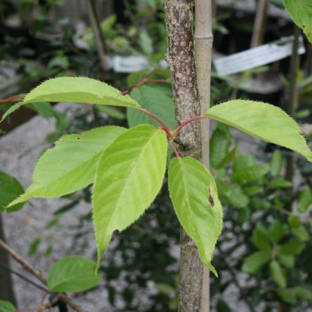 Prunus Tai Haku - Great White Cherry