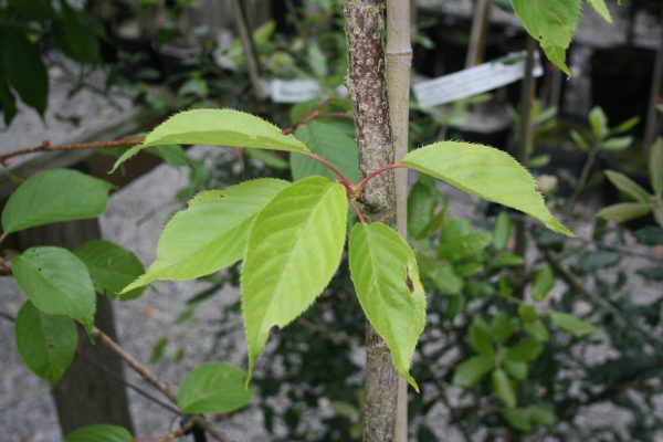 Prunus Tai Haku - Great White Cherry