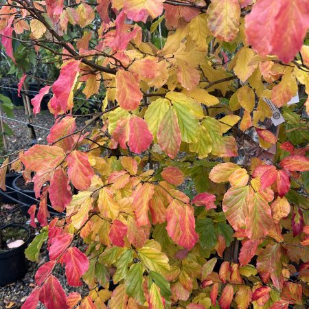 Parrotia persica - Persian Ironwood