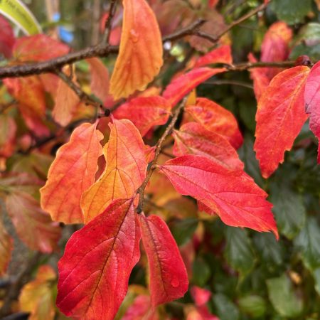 Parrotia persica - Persian Ironwood