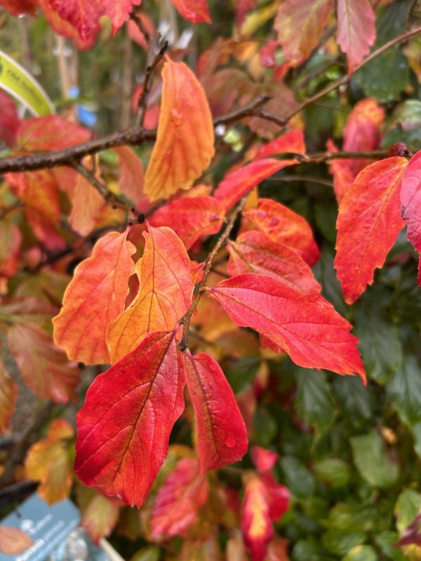 Parrotia persica - Persian Ironwood