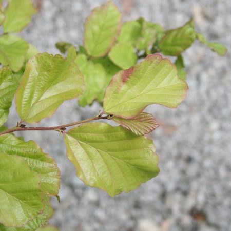 Parrotia persica - Persian Ironwood