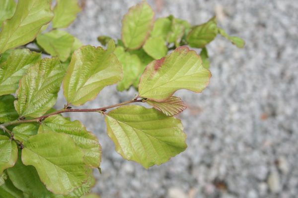 Parrotia persica - Persian Ironwood