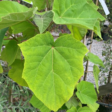 Paulownia tomentosa - Foxglove Tree / Empress Tree