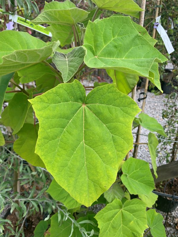 Paulownia tomentosa - Foxglove Tree / Empress Tree