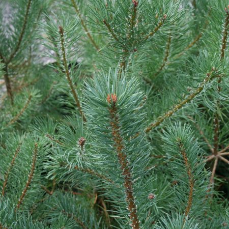 Pinus sylvestris - Scots Pine