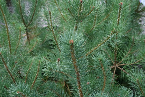 Pinus sylvestris - Scots Pine