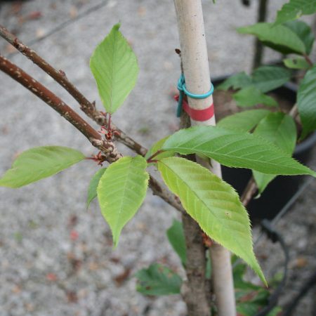 Prunus kanzan