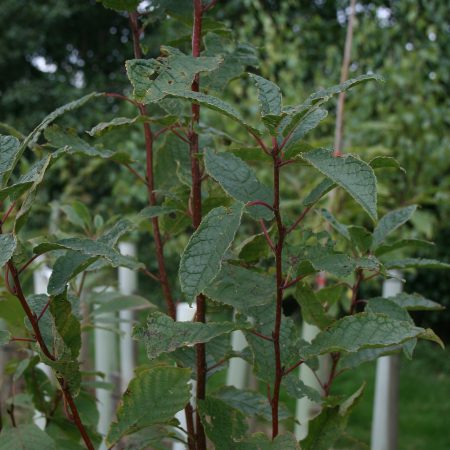 Prunus padus - Bird Cherry