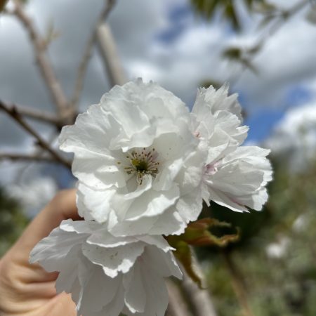 Prunus serrulata 'Shirotae'