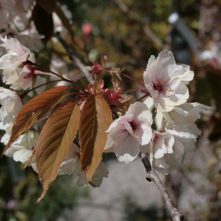 Prunus 'Ukon'
