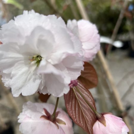 Prunus serrulata 'Shirofugen'