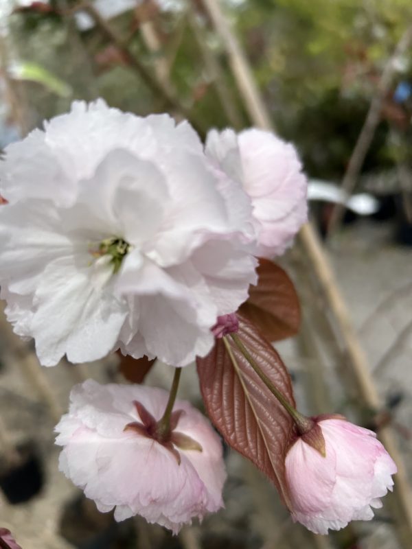 Prunus serrulata 'Shirofugen'