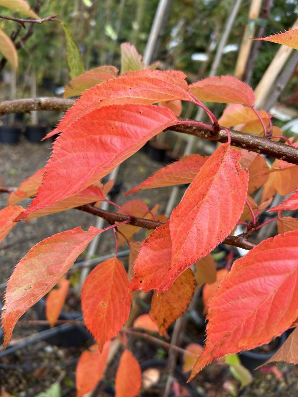 Prunus serrulata Shirofugen