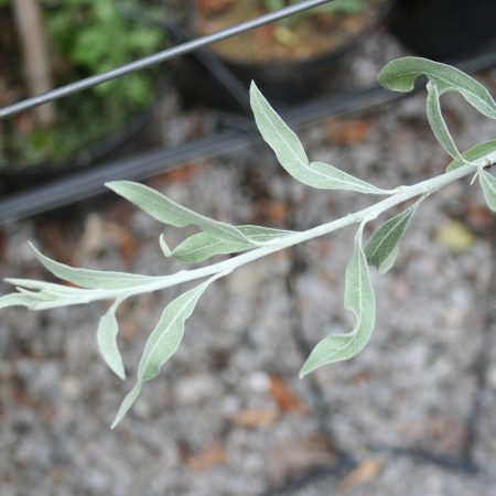 Pyrus salcifolia pendula - Weeping Pear