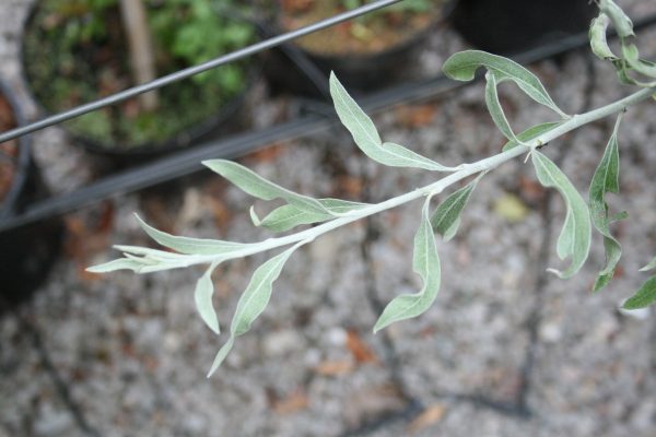 Pyrus salcifolia pendula - Weeping Pear