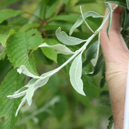 Pyrus salcifolia pendula - Weeping Pear