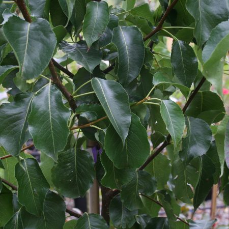 Pyrus calleryana Chanticleer - Callery Pear