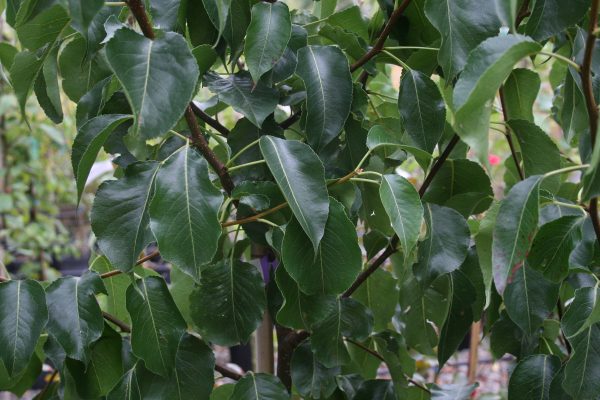 Pyrus calleryana Chanticleer - Callery Pear