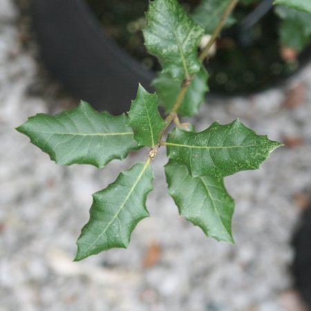 Quercus ilex - Holm Oak