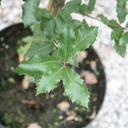 Quercus ilex - Holm Oak