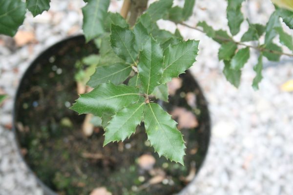 Quercus ilex - Holm Oak