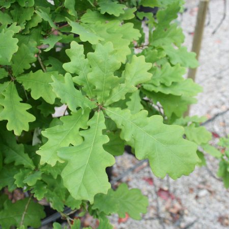 Quercus robur - English Oak