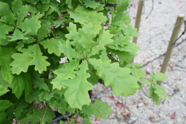 Quercus robur - English Oak