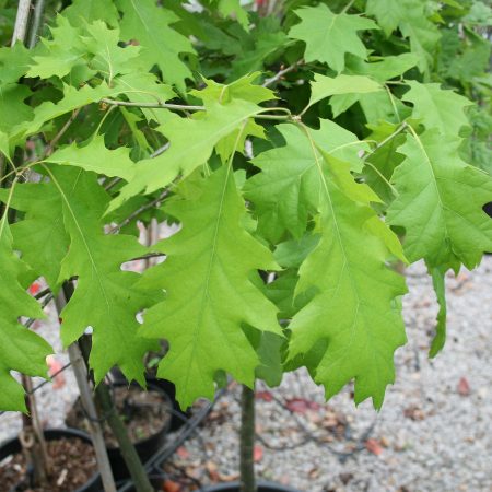 Quercus robur - English Oak