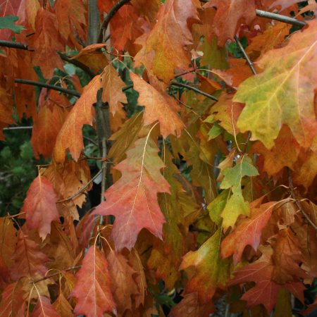 Quercus rubra - Red Oak